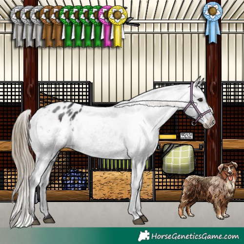 Horse Color:Smoky Black Appaloosa 