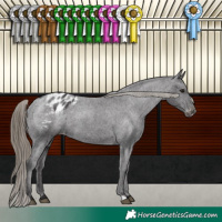 Horse Color:Smoky Black Appaloosa 