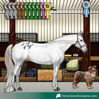 Horse Color:Smoky Black Appaloosa 