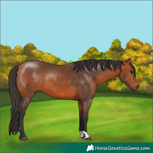 Horse Color:Bay 