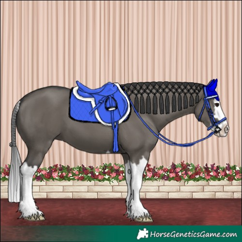 Horse Color:Grullo Splash 