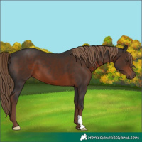 Horse Color:Liver Chestnut 