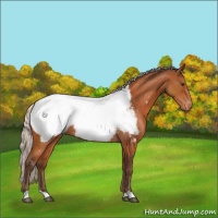Horse Color:Silver Brown Appaloosa