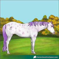 Horse Color:Painted Watercolor Buckskin Sabino Appaloosa 