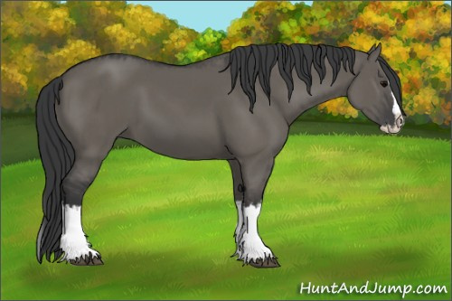 Horse Color:Grullo Sabino Splash and Grullo Sabino Splash