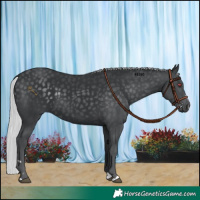 Horse Color:Silver Black Chinchilla 