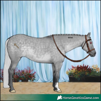 Horse Color:Silver Grullo Chinchilla 