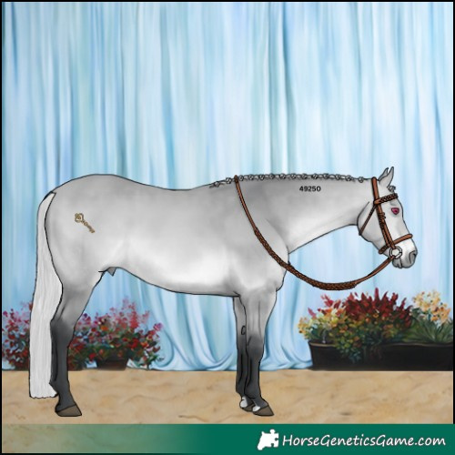 Horse Color:Silver Bay Chinchilla 