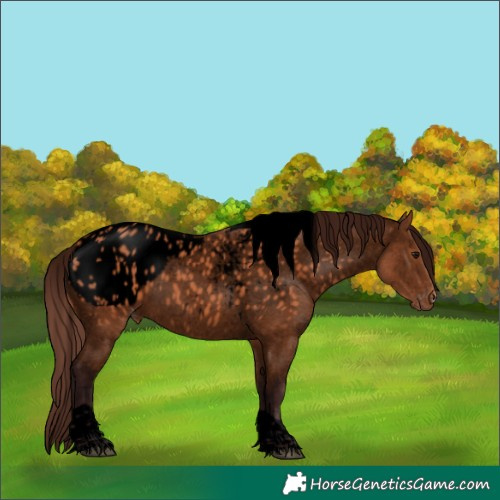 Horse Color:Void Chocolate Bay Tobiano Appaloosa 