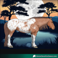 Horse Color:Chocolate Bay Tobiano Appaloosa 