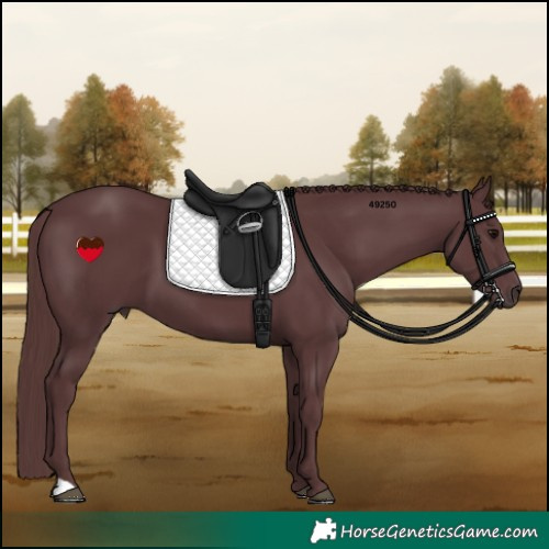 Horse Color:Chocolate Black 