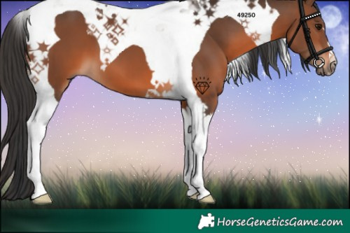 Horse Color:Brown Tobiano 