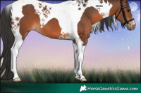 Horse Color:Brown Tobiano 