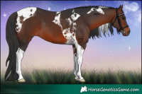 Horse Color:Brown Tobiano 