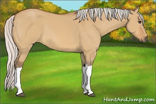 Horse Color:Silver Bay Dun