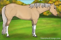 Horse Color:Silver Bay Dun