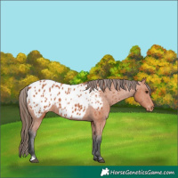 Horse Color:Bay Appaloosa 