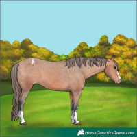 Horse Color:Bay Varnish 