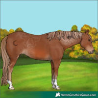 Horse Color:Chestnut 