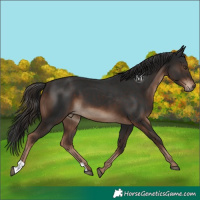 Horse Color:Liver Chestnut 
