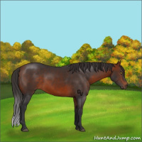 Horse Color:Bay 