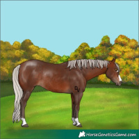 Horse Color:Silver Bay Rabicano 