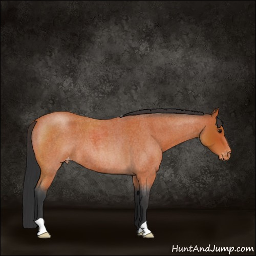 Horse Color:Bay Roan Appaloosa 