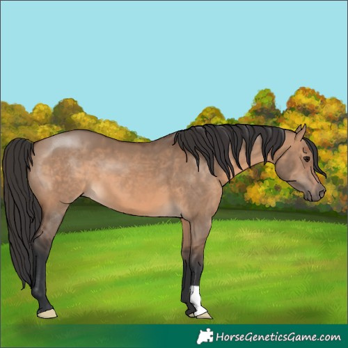 Horse Color:Brown Dun 