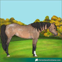 Horse Color:Brown Dun