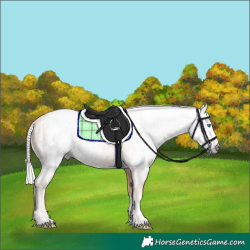 Horse Color:Gray Cremello Splash  and Gray Cremello 