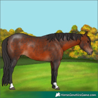 Horse Color:Brown Rabicano 