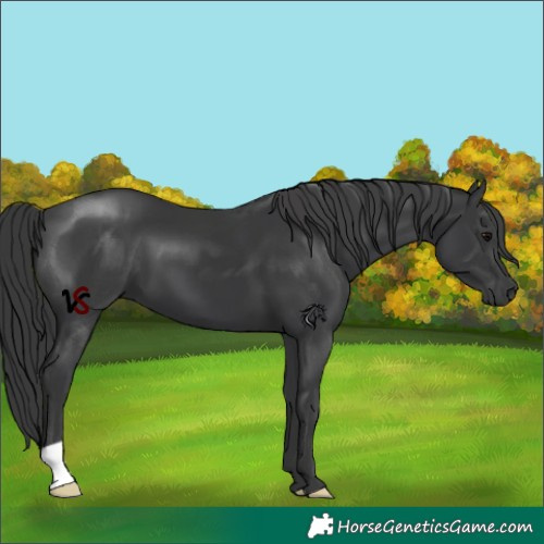Horse Color:Black 