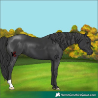 Horse Color:Black 
