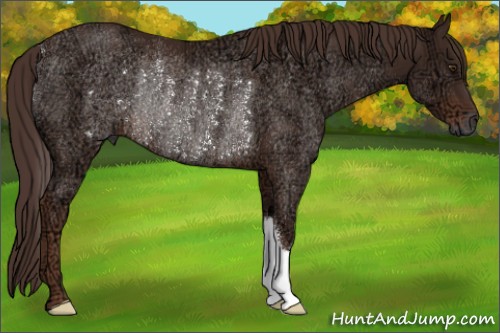Horse Color:Liver Chestnut Ice Rabicano 