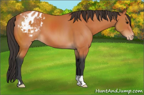 Horse Color:Bay Appaloosa