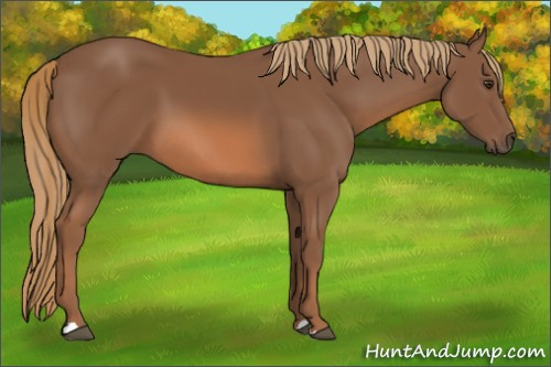 Horse Color:Chestnut 