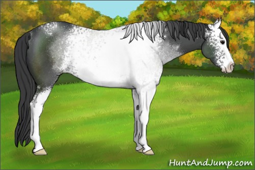 Horse Color:White Spotted Black Sabino Rabicano 