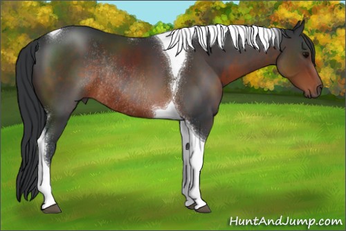 Horse Color:Brown Tobiano Rabicano