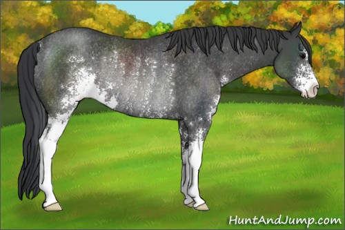 Horse Color:Black Sabino Rabicano 