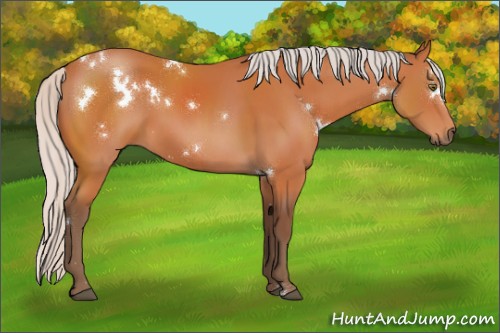 Horse Color:White Spotted Silver Bay