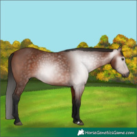 Horse Color:Gray Bay 