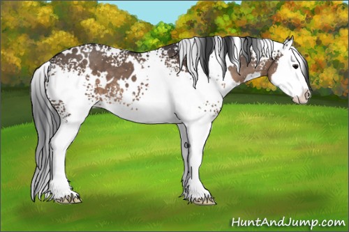 Horse Color:White Spotted Brown Dun Splash 