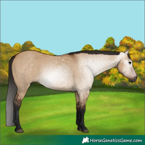 Horse Color:Gray Bay Dun 