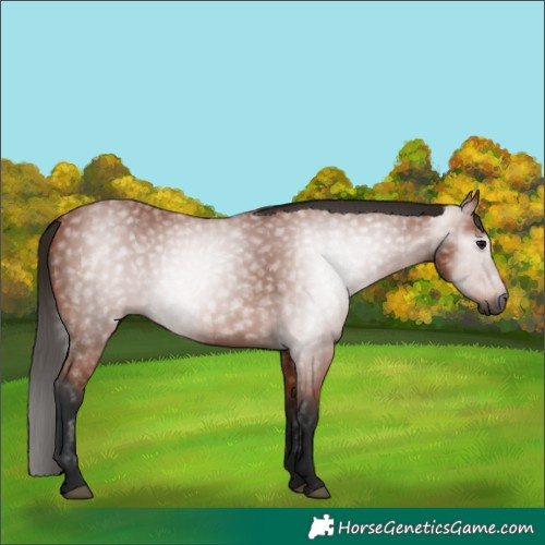 Horse Color:Gray Bay 