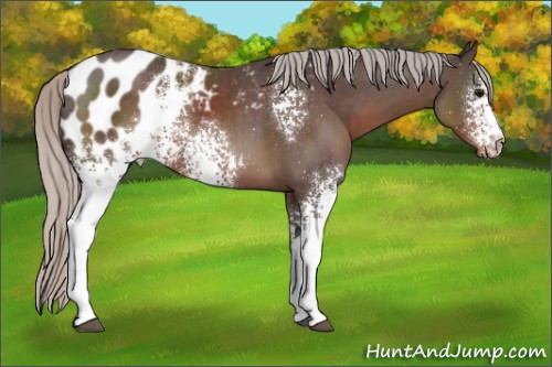 Horse Color:White Spotted Silver Black Appaloosa