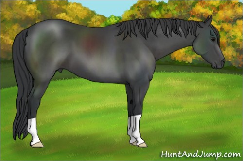 Horse Color:Black 