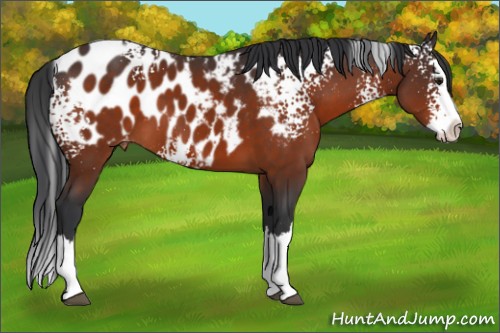Horse Color:White Spotted Brown Splash Appaloosa