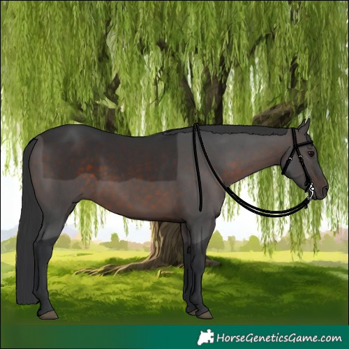 Horse Color:Brown 