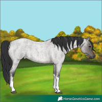 Horse Color:White Spotted Grullo Roan Rabicano 