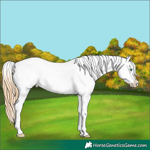 Horse Color:Smoky Black Pearl Varnish 